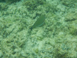 Diving on Gilli Air